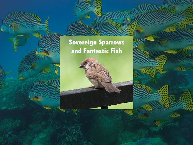 Sovereign Sparrows and Fantastic Fish