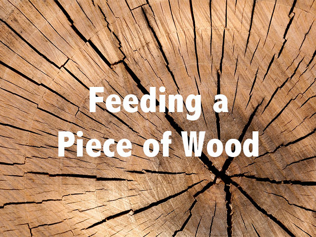 Feeding a Piece of Wood